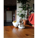 Skull Stuff Tidy
