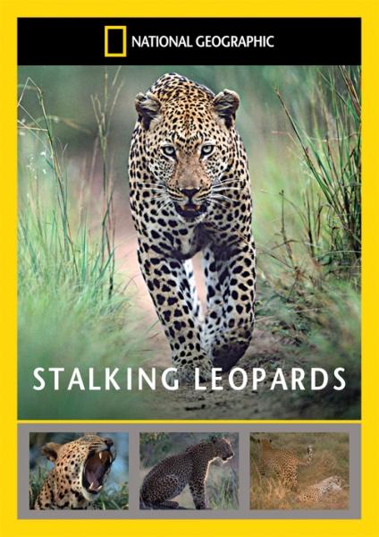 National Geographic: Stalking Leopards DVD | Zavvi