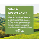 Westlab Epsom Salt 2kg