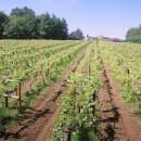 Winery and Brewery Tour for Two with Tastings