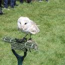 Falconry Taster for Two