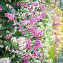 Visit to Kew Gardens and Palace for Two Adults
