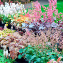 Visit to Kew Gardens with Cream Tea for Two
