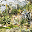 Visit to Kew Gardens with Cream Tea for Two