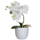 Phalaenopsis Pot - Tusca White