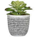 Candlelight Succulent in Ceramic Pot with Dashes - Black/White