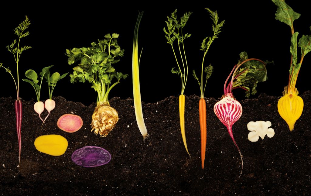 http://s1.thcdn.com/widgets/94-en/49/vegetable%20garden-022049.jpg