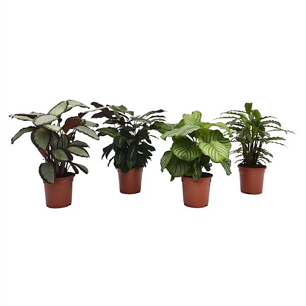 Calathea Mix 19cm Homebase