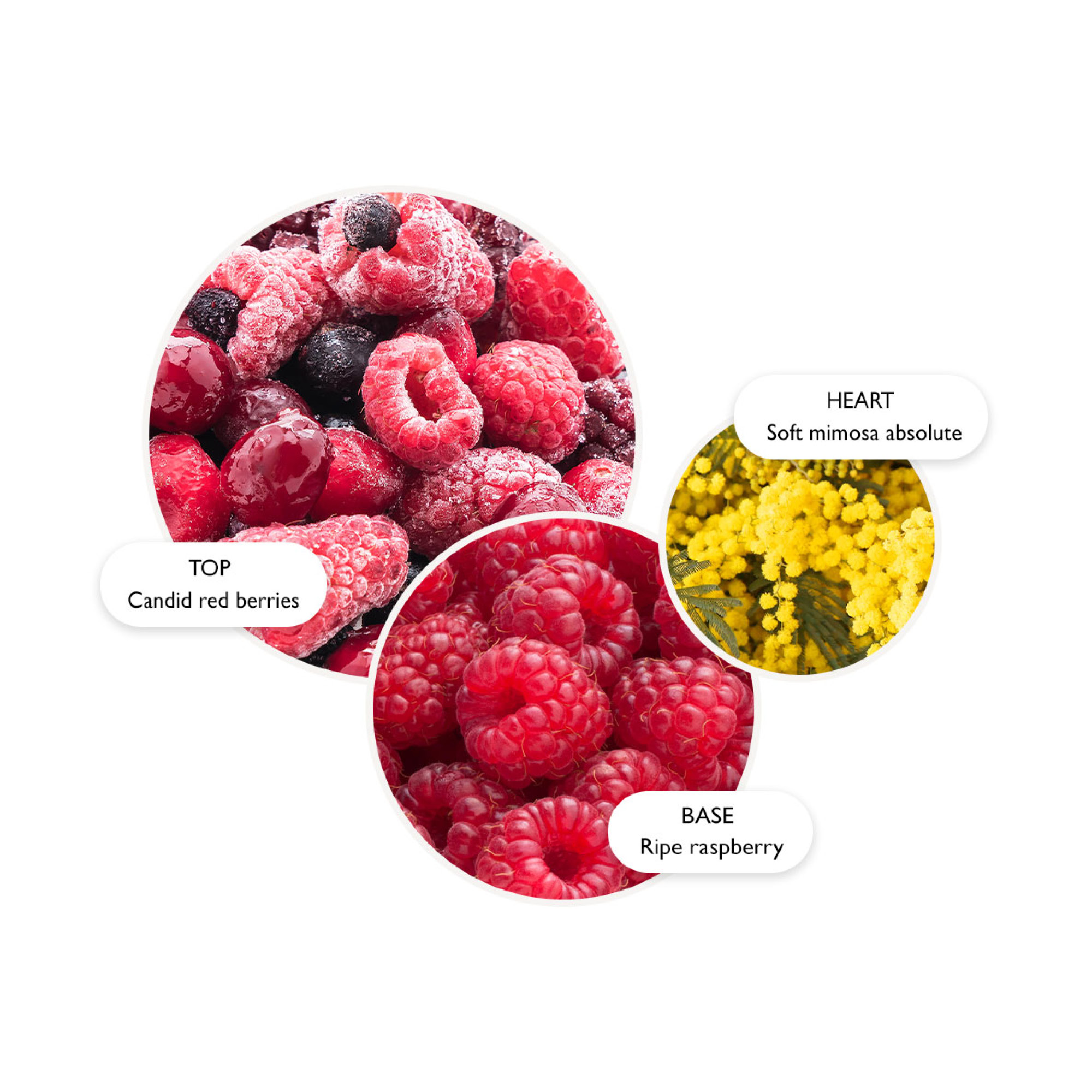 TOP Candid red berries, HEART Soft mimosa absolute, BASE Ripe raspberry