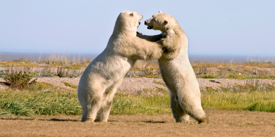 Two Polar Bears Fighting On Land