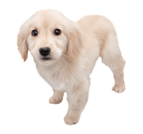 golden retreiver