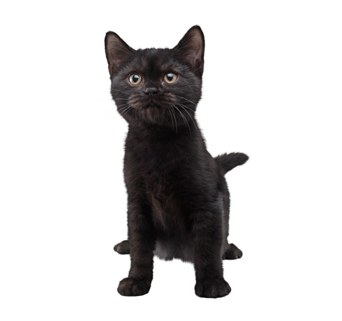 black cat