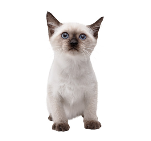 white and grey cat