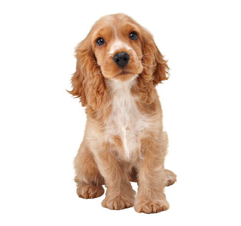 cocker spaniel