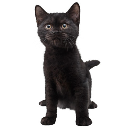 black cat
