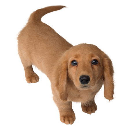 sausage dog