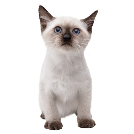 white and grey cat
