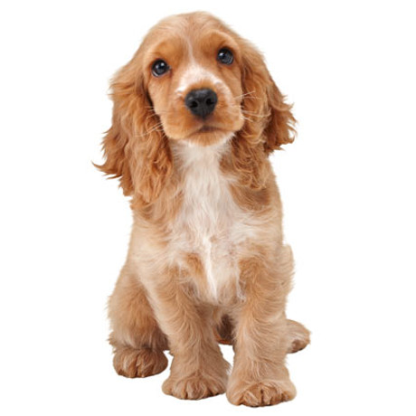 cocker spaniel