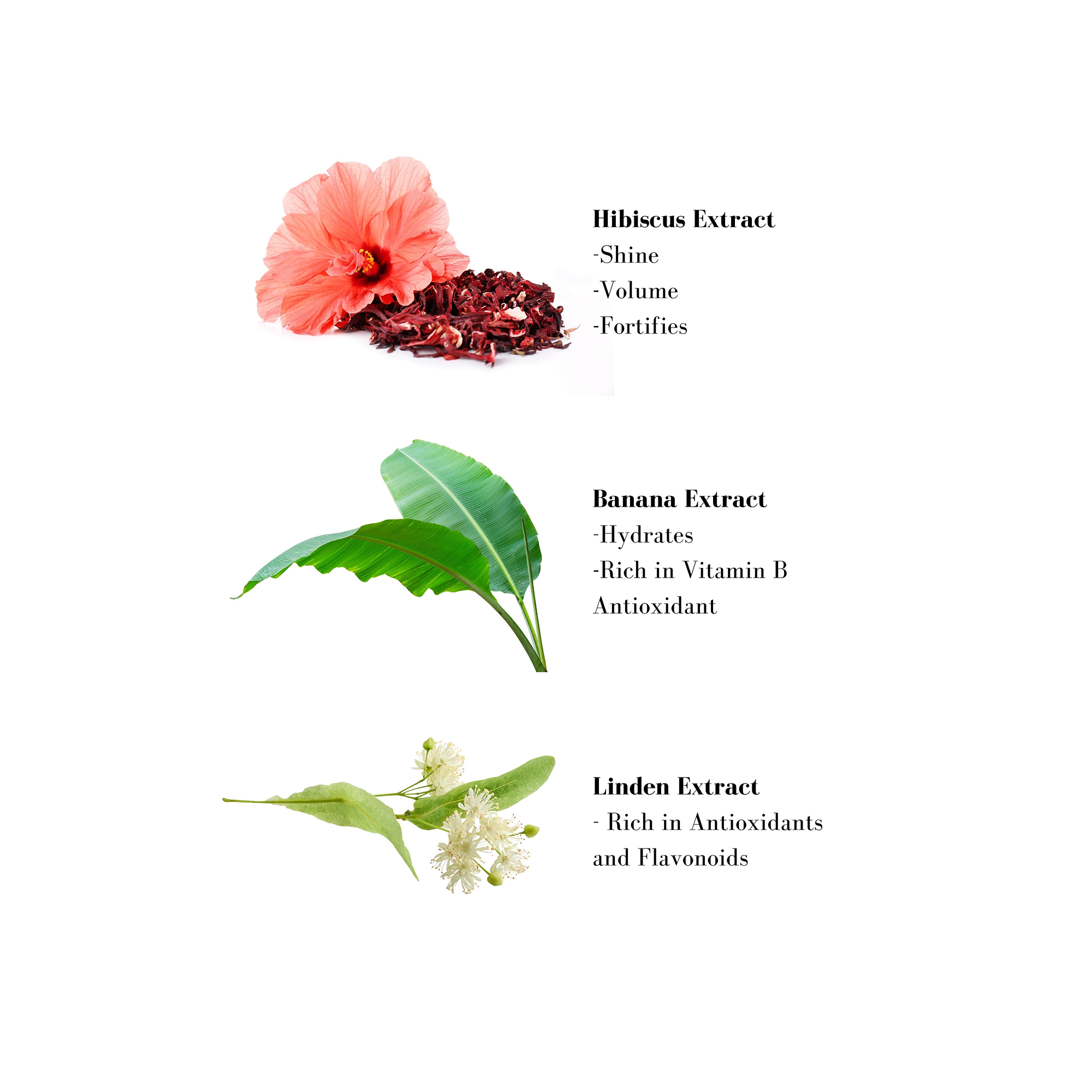 Image 1- Hibiscus Extract -Shine - Volume -Fortifies Banana Extract -Hydrates -Rich in Vitamin B Antioxidant Linden Extract - Rich in Antioxidants and Flavonoids