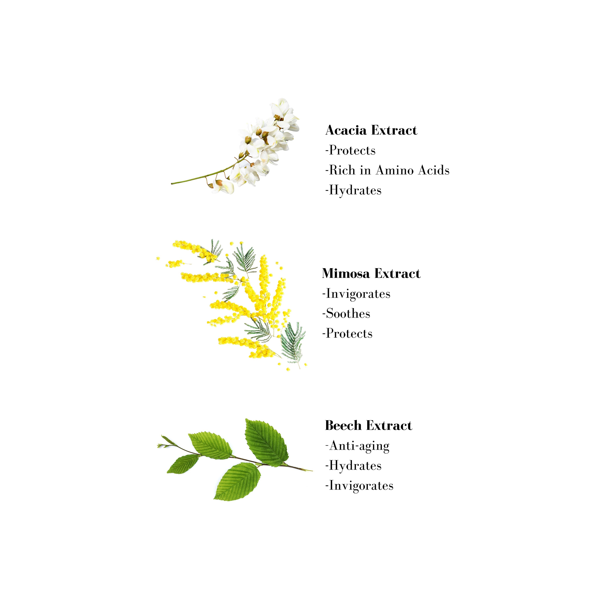 Image 1- Acacia Extract - Protects -Rich in Amino Acids -Hydrates Mimosa Extract -Invigorates -Soothes -Protects Beech Extract - Anti-aging -Hydrates -Invigorates