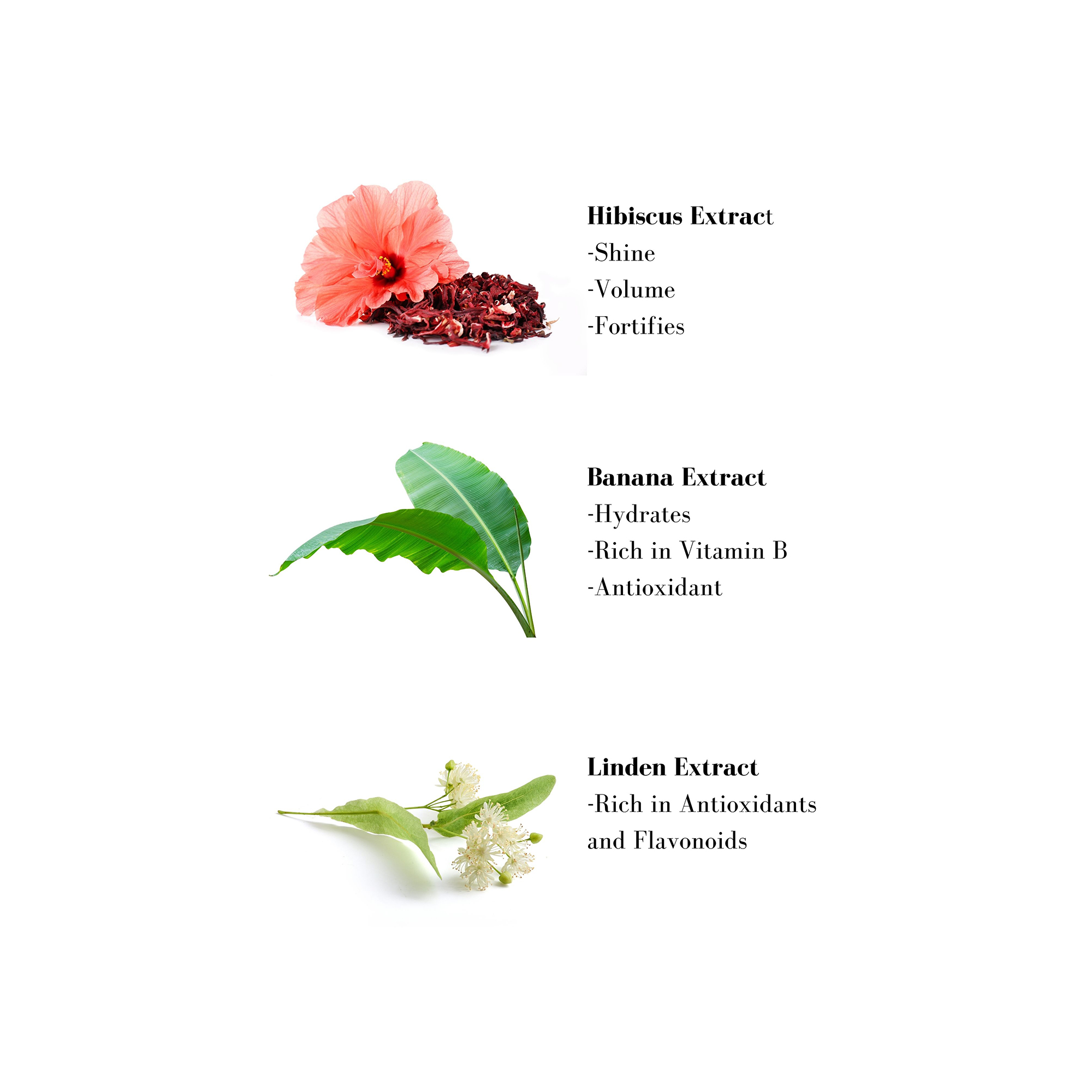 Image 1- Hibiscus Extract -Shine - Volume -Fortifies Banana Extract -Hydrates -Rich in Vitamin B -Antioxidant Linden Extract -Rich in Antioxidants and Flavonoids
