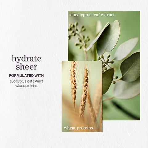 Image 1 - Image shows two overlapping images: one features eucalyptus leaves and buds with the text eucalyptus leaf extract, and the other displays wheat stalks with the text wheat proteins; the words hydrate sheer and formulated with appear alongside the images.
              Image 2 - Two lavender bottles of Pureology Hydrate Sheer shampoo and conditioner are shown, with text stating benefit: Hydrates fine, dry, color-treated hair.
              Image 3 - Three images are layered; the first shows a close-up of green mint leaves, the second features moss in a textured format, and the third displays a soft pink rose, with text that reads hydrate sheer conditioner after the rain with notes of moss rose mint.
              Image 4 - Image shows three sections with icons and text: the first section states vegan formulas* sulfate-free for a gentle cleanse, the second section states recycled bottles made from post-consumer recycled materials**, and the third section states up to 300+ washes in one bottle***. All formulas are highly concentrated meaning less water needed.