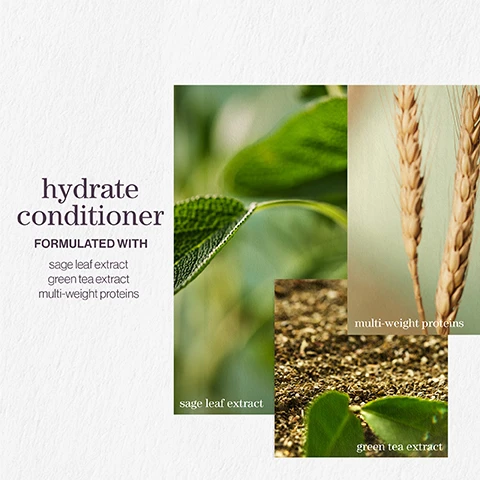 Image 1 - Image shows three close-up photos of ingredients used in a hair conditioner, featuring sage leaves, wheat, and green tea; text reads hydrate conditioner formulated with sage leaf extract, green tea extract, multi-weight proteins.
              Image 2 - Image shows long, flowing hair with bubbles and features five stars above a customer review stating Best shampoo and conditioner. Makes my once dry hair so soft and shiny. Every hairdresser I have ever met recommends. LOOKFANTASTIC VERIFIED CUSTOMER REVIEW.
              Image 3 - Image shows a light, abstract background with bubbles and visible text that reads pro favourite One of my favourite Pureology products is the iconic Hydrate which helps to deeply hydrate normal to thick dry, color-treated hair. NEIL MOODIE PUREOLOGY UKI AMBASSADOR.
              Image 4 - A graphic featuring three images of natural elements labeled mint, moss, and rose, with the text hydrate conditioner, after the rain, with notes of moss, rose, and mint.
              Image 5 - Image depicts a purple background with three sections: the first section features a leaf icon and text stating vegan formulas, sulfate-free for a gentle cleanse; the second section shows a recycling icon with text reading recycled bottles, made from post-consumer recycled materials; the third section includes a water drop icon and text stating up to 80+ washes in one bottle. All formulas are highly concentrated meaning less water needed.