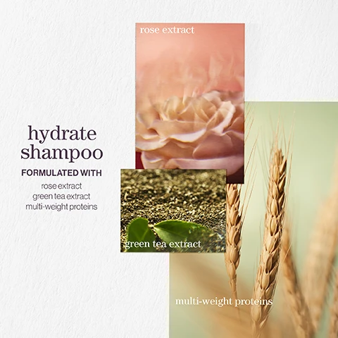 Image 1 - An image displaying a product label for hydrate shampoo, featuring three extracts: a blurred pink flower labeled as rose extract, a close-up of green tea leaves with the label green tea extract, and wheat stalks beside the label multi-weight proteins, with the text hydrate shampoo prominently shown at the top and formulated with below it.
              Image 2 - Image of long hair with shampoo bubbles, featuring a five-star rating and text that reads Best shampoo and conditioner Makes my once dry hair so soft and shiny. Every hairdresser I have ever met recommends LOOKFANTASTIC VERIFIED CUSTOMER REVIEW.
              Image 3 - A close-up image of water with bubbles in the background, featuring text that reads pro favourite and a quote about Pureology Hydrate from Neil Moodie, Pureology UKI Ambassador.
              Image 4 - Image features three product images for a hydrating shampoo, highlighting lavender, bergamot, and patchouli with visible text reading hydrate shampoo, A CITRUS SUMMER BREEZE WITH NOTES OF, lavender, bergamot, and patchouli.
              Image 5 - Image showing a gradient purple background with three sections of text: vegan formulas* sulfate-free for a gentle cleanse, recycled bottles made from post-consumer recycled materials**, and up to 80+ washes in one bottle. All formulas are highly concentrated meaning less water needed.
              Image 6 - A flat pink surface is surrounded by green powder labeled as green tea extract, yellow plant stems, and a few small white objects, with labels for rose extract and multi-weight proteins visible.