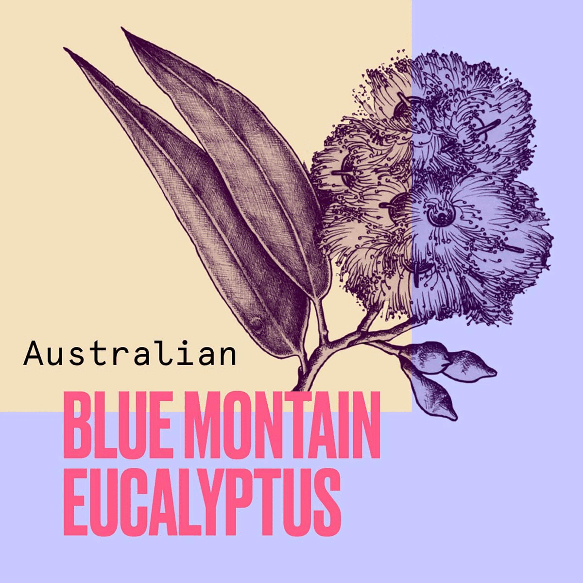 Blue Mountain Eucalyptus. Mega