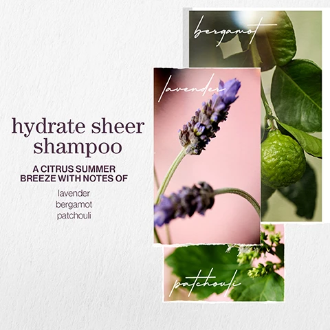 Image 1 - Image depicting a product layout for hydrate sheer shampoo featuring images of lavender, bergamot, and patchouli with the text hydrate sheer shampoo A CITRUS SUMMER BREEZE WITH NOTES OF lavender bergamot patchouli.
              Image 2 - Image features two overlapping panels: the top panel shows eucalyptus leaves and buds with the text eucalyptus leaf extract, while the bottom panel displays wheat stalks with the text wheat proteins; both are accompanied by the words hydrate sheer and formulated with.
              Image 3 - A side-by-side comparison shows a woman with a tousled short hairstyle on the left labeled before and the same woman with a sleek bob hairstyle on the right labeled after, both wearing a white shirt with textured detailing.
              Image 4 - Image shows a split comparison of hair, with the left side displaying frizzy, unstyled hair labeled before and the right side showcasing smooth, shiny hair labeled after, with the brand name Pureology at the bottom.
              Image 5 - Image shows three key benefits of a product: vegan formulas sulfate-free for a gentle cleanse, recycled bottles made from post-consumer recycled materials, and up to 80+ washes in one bottle with all formulas being highly concentrated meaning less water needed.