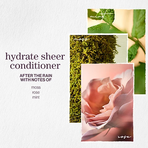 Image 1 - A visually appealing product display featuring three images of natural elements, with text that reads hydrate sheer conditioner, after the rain with notes of moss, rose, and mint.
              Image 2 - Image shows two rectangular images overlapping; the top features eucalyptus leaves and the text eucalyptus leaf extract, while the bottom shows wheat stalks with the text wheat proteins, and the words hydrate sheer and formulated with are displayed on the left side.
              Image 3 - A side-by-side image shows a woman with a short, curly hairstyle on the left labeled before, and the same woman with a smooth, straight bob hairstyle on the right labeled after, both wearing a white, sheer, dotted blouse.
              Image 4 - A comparison image showing hair before and after treatment; the left side features frizzy, unkempt hair labeled before, while the right side shows smooth, shiny hair labeled after with a logo for Pureology in the bottom left corner.
              Image 5 - Image features information about hair care products emphasizing vegan formulas, recycled bottles, and concentrated washes, with visible text that reads: vegan formulas* sulfate-free for a gentle cleanse, recycled bottles made from post-consumer recycled materials**, up to 80+ washes in one bottle. All formulas are highly concentrated meaning less water needed.