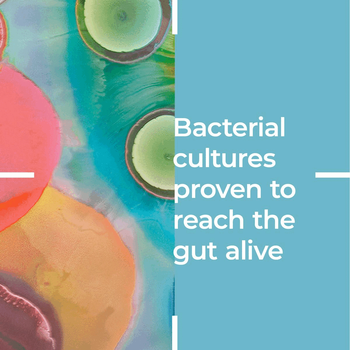  Bacterial cultures proven to reach the gut alive, supports your gut contains calcium which contributes to the normal function of digestive enzymes. Contains vitamins B6 and B12 which both contribute to the reduction of tiredness and fatigue, helps reduce fatigue