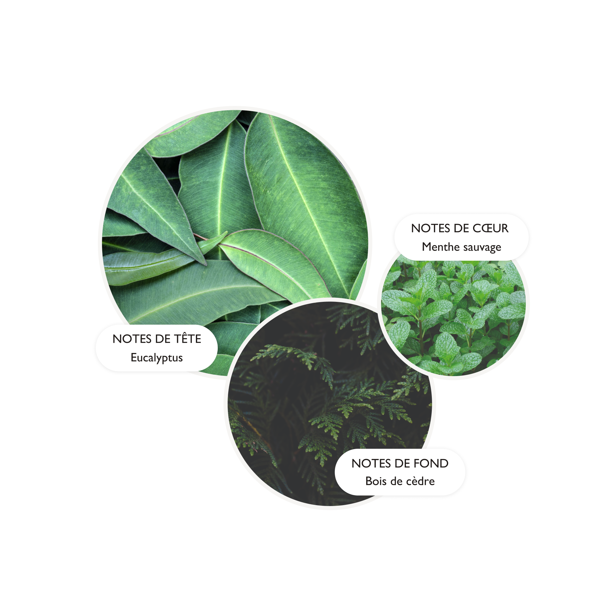 NOTES DE TETE Eucalyptus NOTES DE CUR Menthe sauvage, clou de giroNOTES DE FOND Bois de cedre, patchouli et musc.
                                  