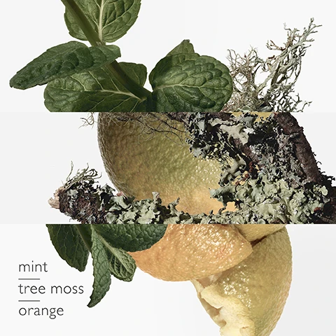 key scents = mint, tree moss and orange