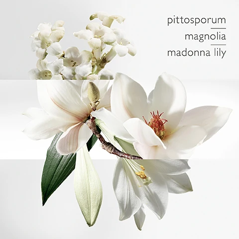 key scents = pittosporum, magnolia and madonna lily