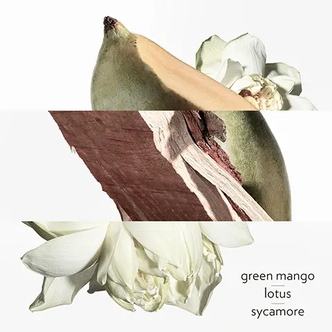 Image 1 - Green Mango, Lotus, Sycamore Image 2 - Green Mango Image 3 - Lotus Image 4 - Sycamore