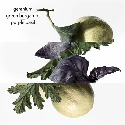 Geranium, green bergamot, purple basil