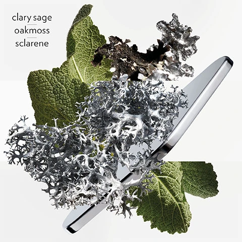 clary sage, oak moss and sclarene