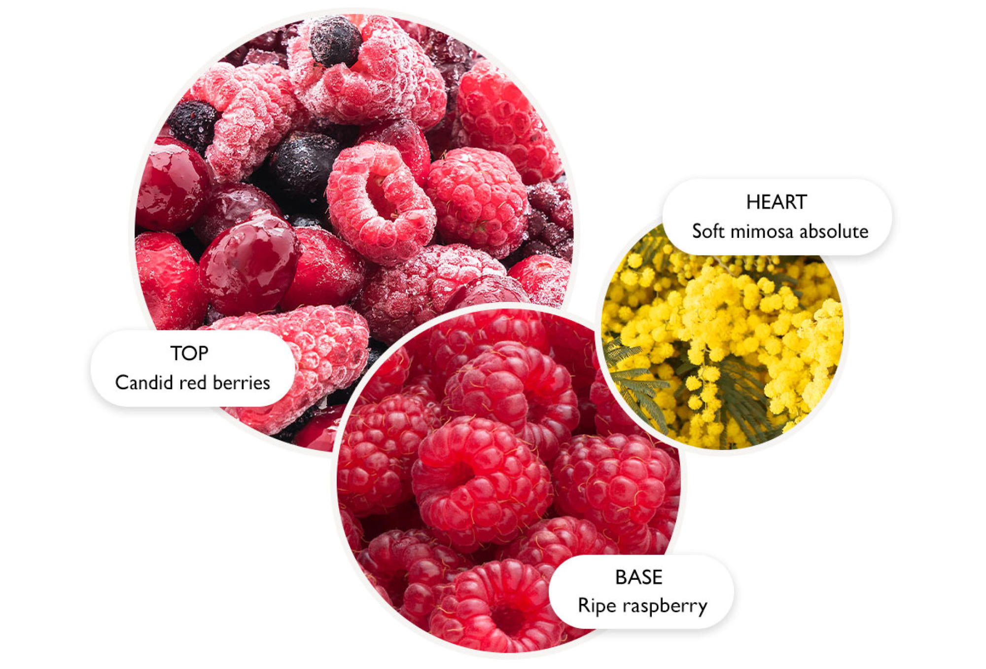 TOP Candid red berries, HEART Soft mimosa absolute, BASE Ripe raspberry