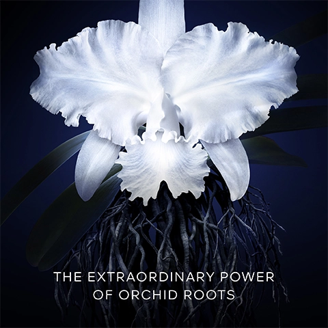 The Extraordinary power of orchid roots
