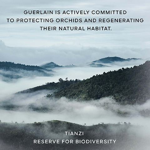 GUERLAIN IS ACTIVELY COMMITTED TO PROTECTING ORCHIDS AND REGENERATING THEIR NATURAL HABITAT. TIANZI RESERVE FOR BIODIVERSITY