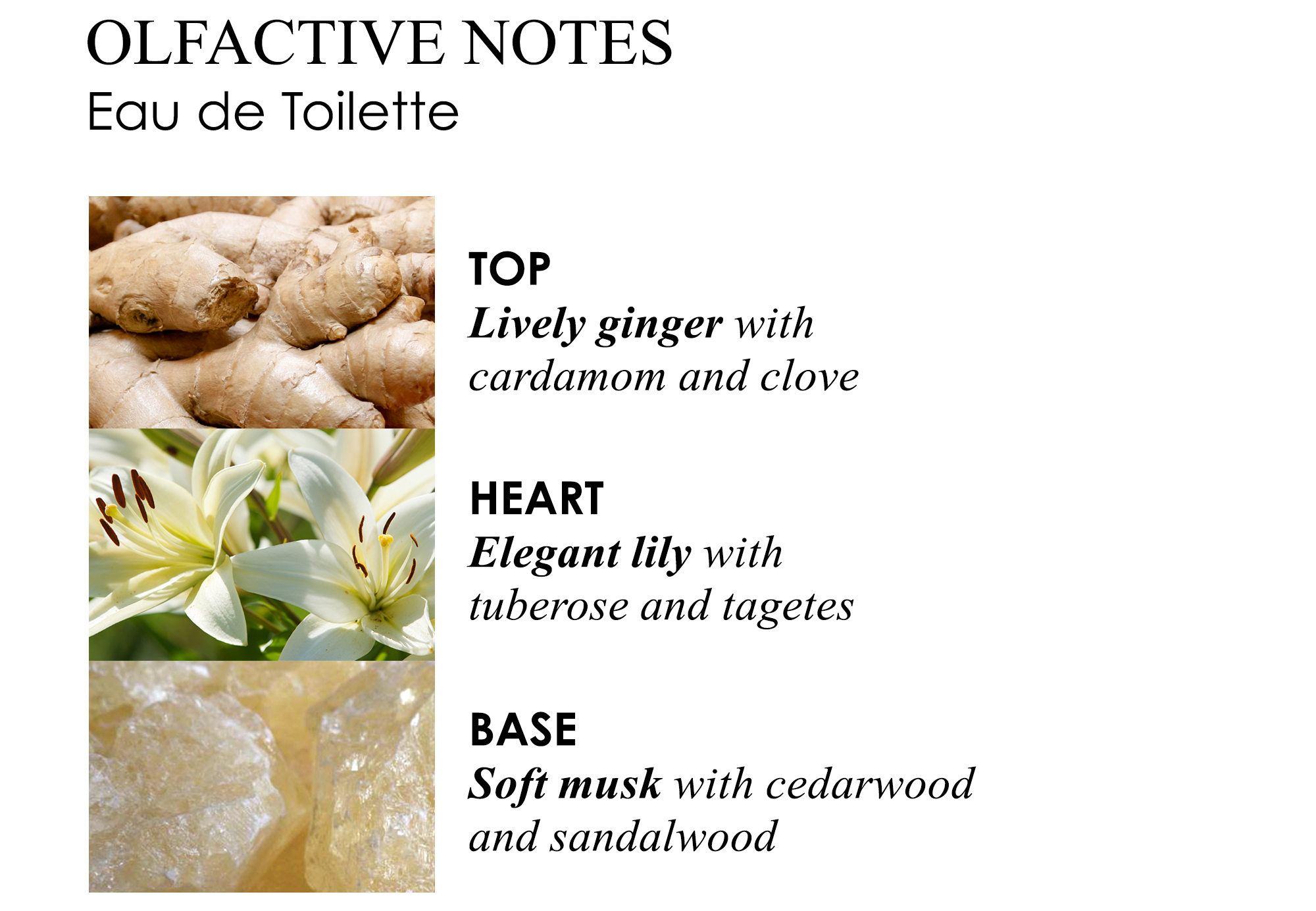 Olfactive Notes Eau de Toilette, Top lively ginger with cardamon and clove, Heart elegant lily with tuberose and tagetes, Base soft musk with cedarwood and sandalwood.