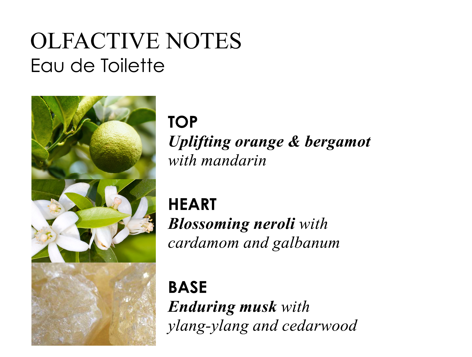 Olfactive Notes Eau de Toilette, Top uplifting orange & bergamot with mandarin, Heart blossoming neroli with cardamon and galbanum, Base enduring musk with ylang-ylang and cedarwood.
