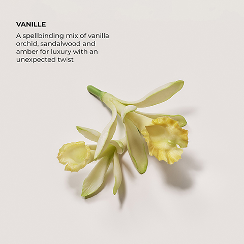 Vanille a spellbinding mix of vanilla orchid sandalwood and amber for luxury with an unexpected twist