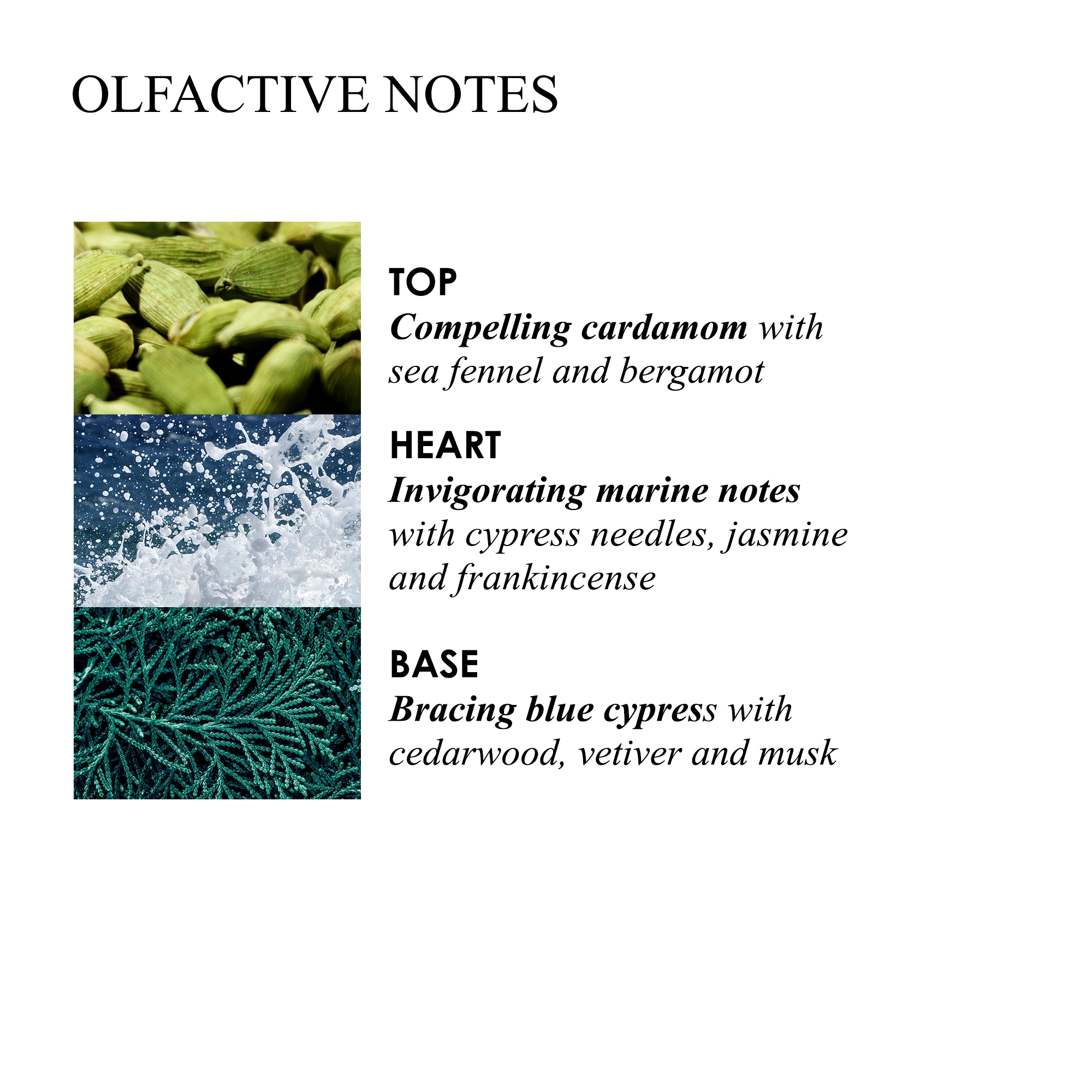 OLFACTIVE NOTES

              TOP
              Compelling cardamom with sea fennel and bergamot

              HEART
              Invigorating marine notes with cypress needles, jasmine and frankincense

              BASE
              Bracing blue cypress with cedarwood, vetiver and musk