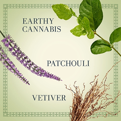 earthy cannabis, patchouli, vetiver