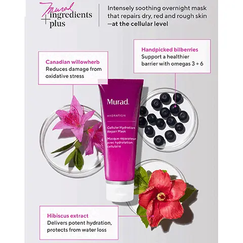 Image 1, Munaldie ingredients plus Intensely soothing overnight mask that repairs dry, red and rough skin -at the cellular level Canadian willowherb Reduces damage from oxidative stress Handpicked bilberries Support a healthier barrier with omegas 3 +6 Murad. HYDRATION Cellular Hydration Repair Mask Masque réparateur avec hydratation Hibiscus extract Delivers potent hydration, protects from water loss Image 2, UNRETOUCHED REAL RESULTS Before After 1 day Cellular Hydration Barrier Repair Mask Image 3, CELLULAR HYDRATION TRIO Mud CELLULAR HYDRATION BARRIER REPAIR SERUM • Concentrated serum with Hexapeptide-9 • Repairs skin barrier at the cellular level • After cleansing, AM and PM CELLULAR HYDRATION BARRIER REPAIR CREAM ⚫ Daily nourishing cream with fatty acids • Nourishes + locks in barrier hydration at the cellular level • After serum, AM and PM Murad C Murad CELLULAR HYDRATION BARRIER REPAIR MASK • Intensely soothing overnight mask • Hydrates + mends the barrier at the cellular level • Overnight, when skin needs added repair