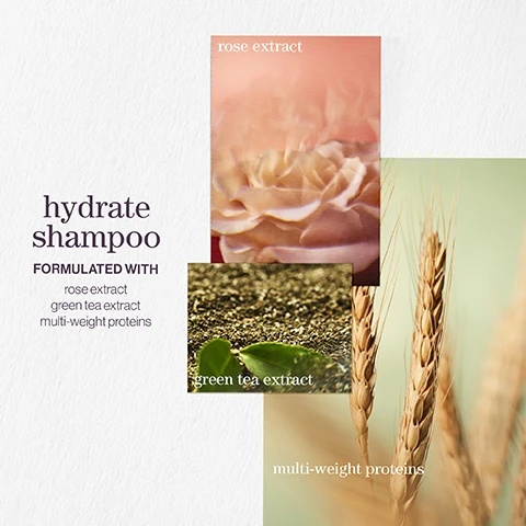 image 1, hydrate shampoo formulated with rose extract, green tea extract and multi weight proteins. image 2, hydrate conditioner formulated with sage leaf extract, green tea extract and multi weight proteins. image 3, colour fanatic formulated with xylose, coconut oil, camellia seed oil. image 4, pro favourite. neil moodie pureology UKI ambassador said = one of my favourite pureology products is the ionic hydrate which helps to deeply hydrate normal to thick, dry colour treated hair. image 5, pro favourite. neil moodie pureology UKI ambassador said = i use this on every client as it detangles and primes the hair for styling, plus it protects from heat. the ends results leaves the hair soft and looking shiny. image 6, benefit - hydrates normal to thick colour treated hair. image 7, benefits - detangles, moisturises, heat protects, smooths frizz and adds shine. image 8, vegan formulas - sulfate free for a gentle cleanse. sustainable - bottles made from post consumer recycled materials. up to 80+ washes in one bottle. all formulas are highly concentrated meaning less water needed. image 9, hydrate shampoo a citrus summer breeze with notes of lavender, bergamot and patchouli. image 10, hydrate conditioner after the rain with notes of moss, rose and mint. image 11, colour fanatic beneath blossoming trees with notes of cedarwood, rose and ginger.