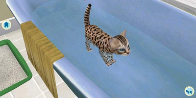 A kitten having a bath