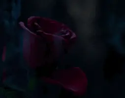 Rose petal falls from red rose